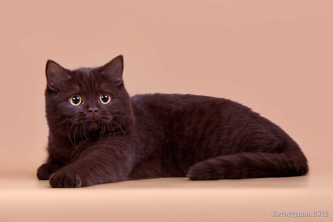 Чем примечательна йоркская шоколадная кошка - мир кошек