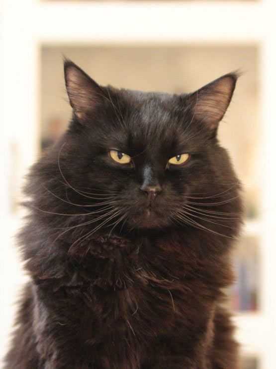 Йоркская шоколадная кошка: описание, характер, фото, цена, содержание