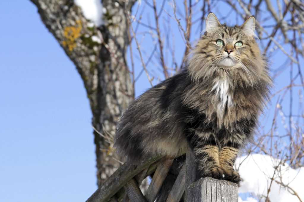 Европейская короткошерстная кошка фото и цена породы european shorthair cat