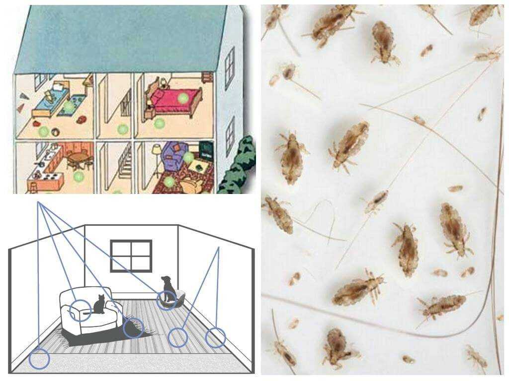 Народные средства от блох у кошек: как вывести насекомых в домашних условиях