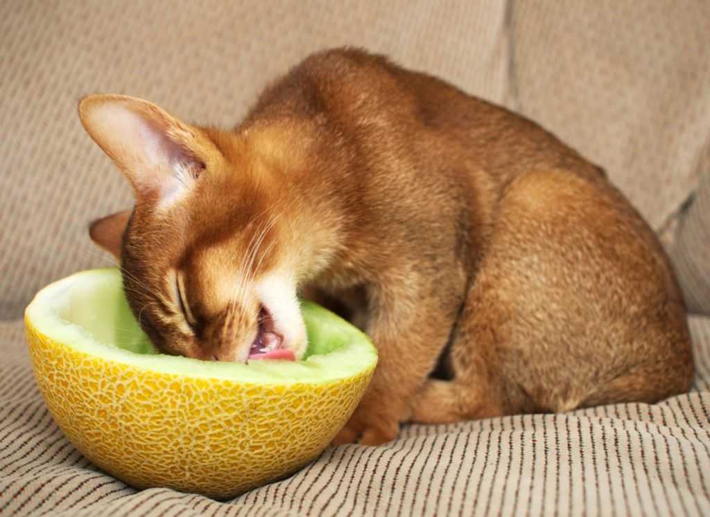 Как и чем кормить невского маскарадного котенка: в 1, 2, 3, 4 или 6 месяцев, режим и нормы кормления, витамины и добавки