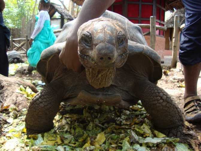 Самые старые черепахи в мире, попавшие в книгу рекордов