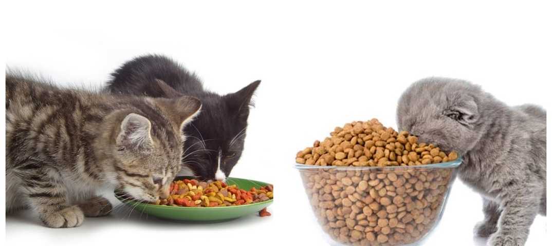 Как приучить кота кушать все подряд. как приучить кошку к натуральной пище