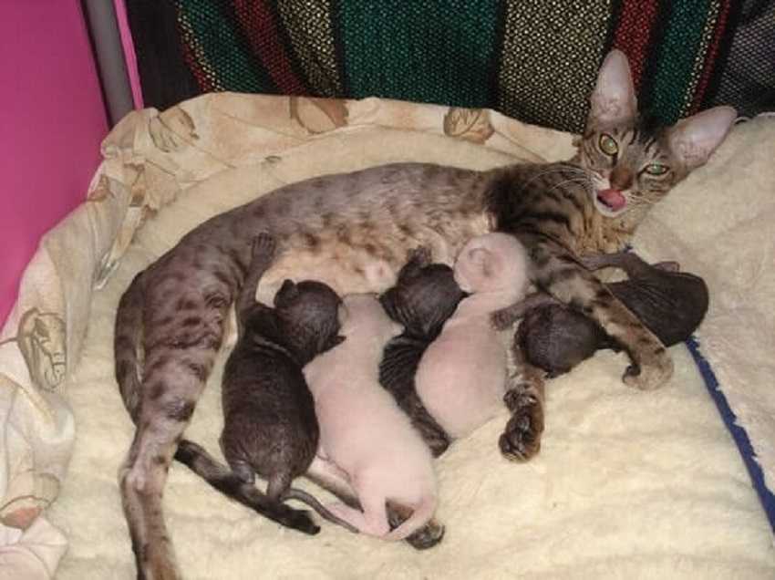 Беременность и роды у кошки