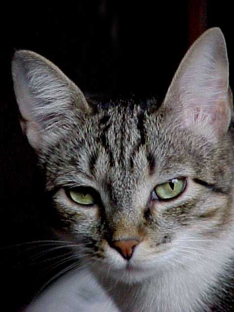 Фото бразильской короткошерстной кошки: описание породы