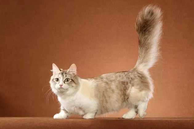 Манчкин длиннолапый порода кошек