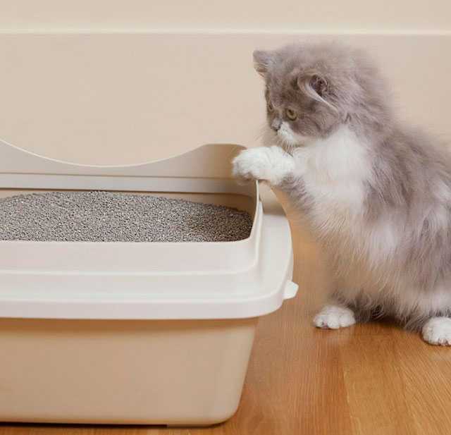 Как приучить котенка в 1,5 месяца к лотку в квартире легко и быстро: советы ветеринара, как приучить уличного кота к лотку | жл