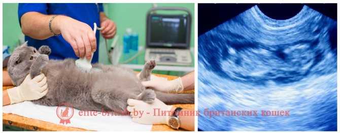 Вязка, беременность и роды у животных. подробная информация