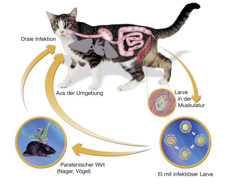 Аскаридозы  – распространенные глистные патологии у кошек