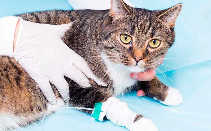 Лечение болезней печени у кошек