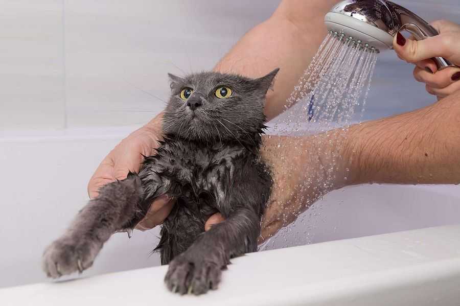 Можно ли мыть кормящих кошек