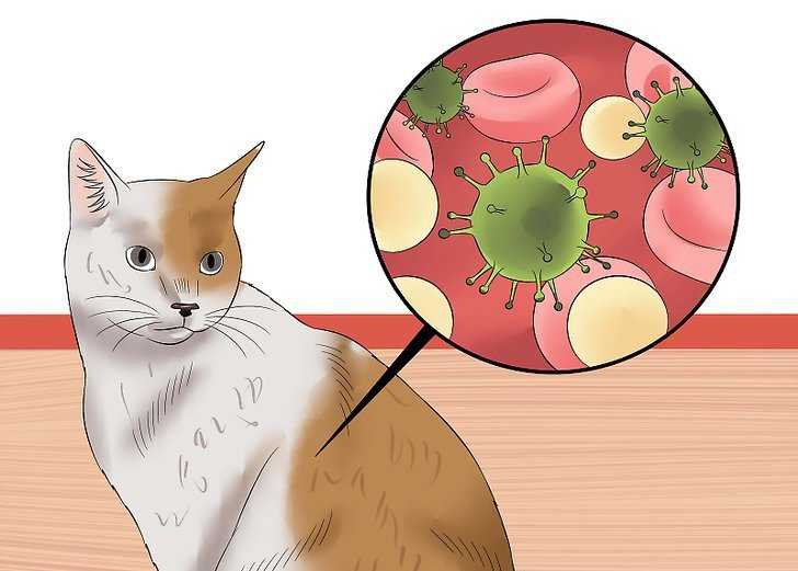 Гломерулонефрит у кошек - причины, симптомы и лечение в москве. ветеринарная клиника "зоостатус"