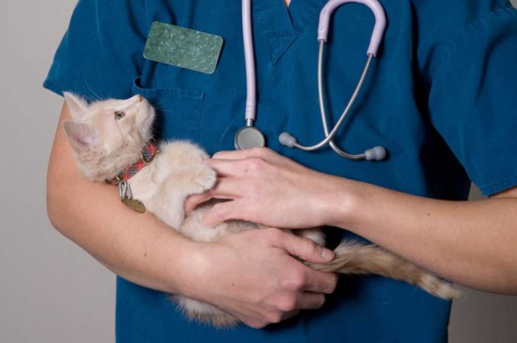 Кастрация кота на биологический узел: главные особенности процедуры