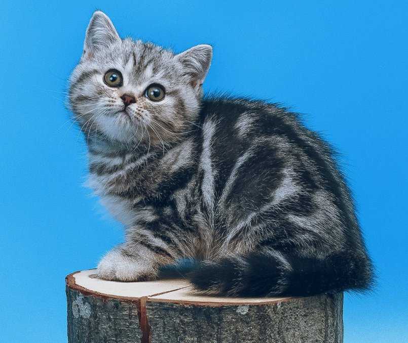 Шотландский страйт кошка. описание, особенности, уход и цена шотландского страйта | животный мир