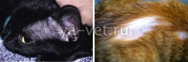 Выпадение волос после ковида - препараты и лечение алопеции после covid