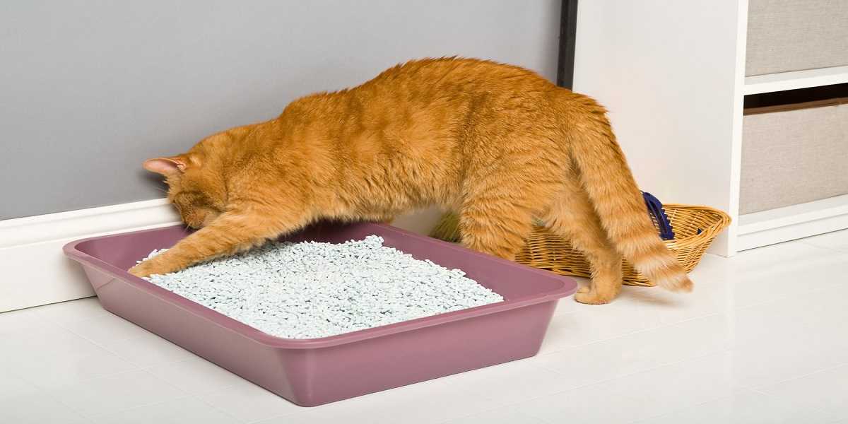Почему кошки едят пыль