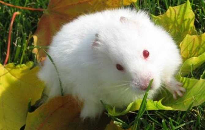 Красноглазые крысы альбиносы - уход и содержание