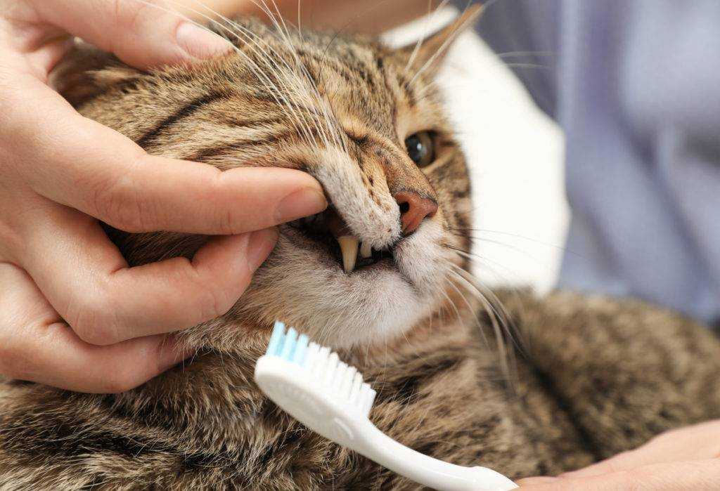 Как ухаживать за котенком и взрослой кошкой? как правильно чистить уши кошке в домашних условиях? правила ухода за котами разных пород