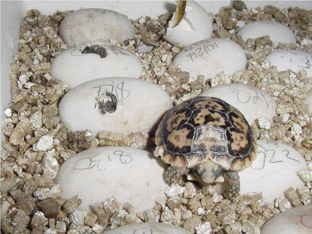Виды маленьких черепах и правила их содержания
