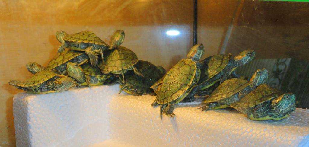 Красноухая пресноводная черепаха в природе и в домашних условиях