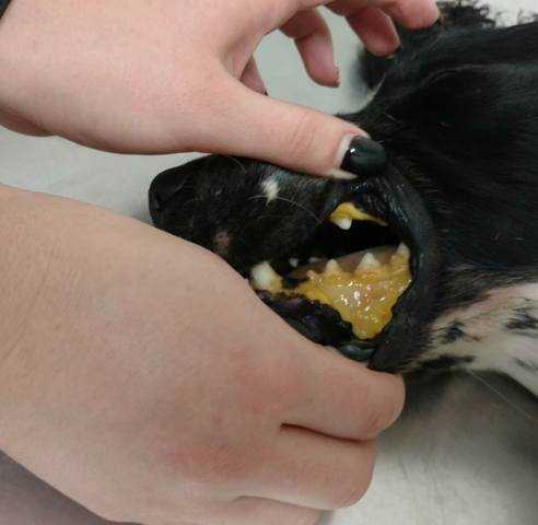 Пироплазмоз у собак. как вылечить собаку от опасного укуса клеща?