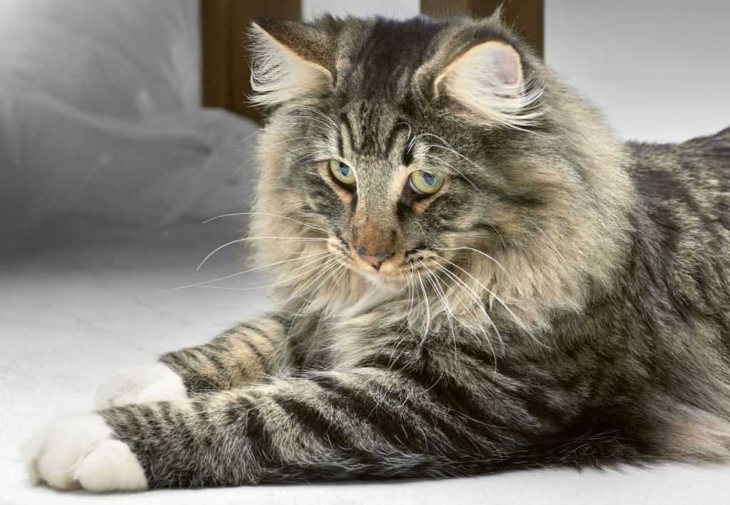Норвежская лесная кошка: история породы, характеристики, фото, уход и содержание в домашних условиях, отзывы владельцев кота
