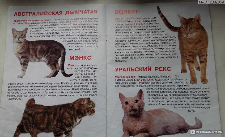 ᐉ уральский рекс - описание пород котов - ➡ motildazoo.ru