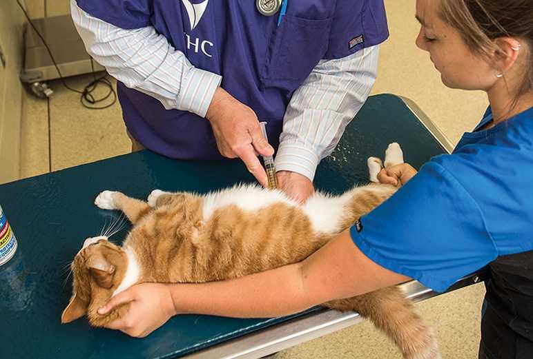 Мочекаменная болезнь оксалатно-кальциевого типа у кошек
