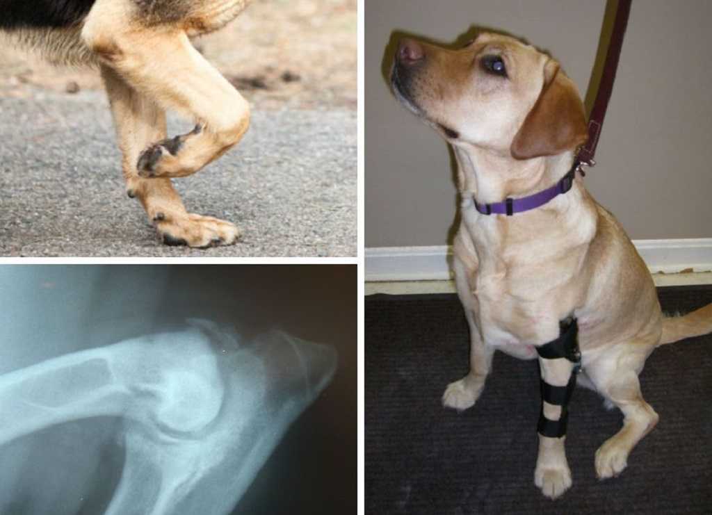 Переломы и травмы у домашних животных
