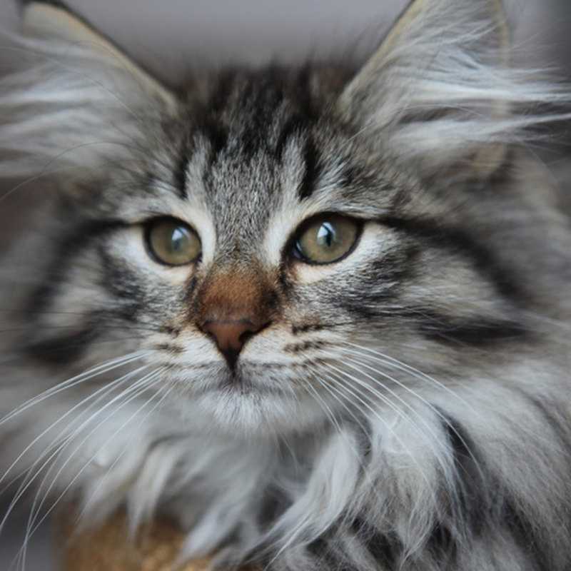 Норвежская лесная кошка (120 фото): описание породы, характер, внешний вид, особенности содержания в домашних условиях