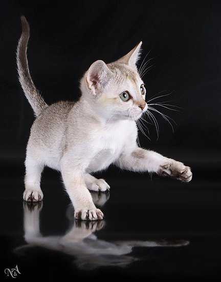 Маленькие кошки (27 фото): названия пород карликовых котята, самый маленький кот в мире