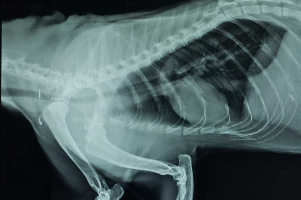 Симптомы воспаления легких у кошек | лечение пневмонии у кошки в нижнем новгороде