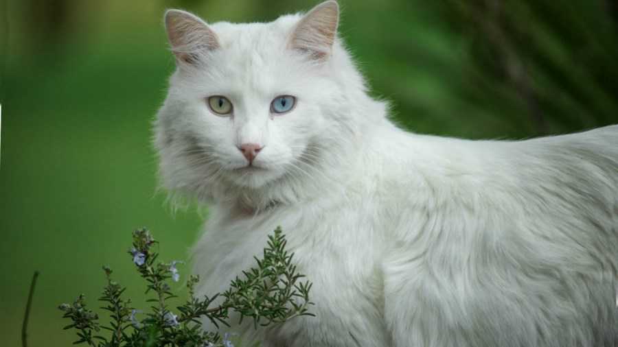 Породы белых кошек, фото и список