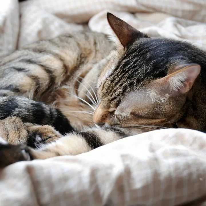 А могут ли наши любимые питомцы видеть сновидения Снятся ли кошкам и котам сны На что стоит обратить внимание, когда животное отдыхает