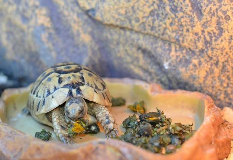 Красноухая черепаха: как ухаживать в домашних условиях?