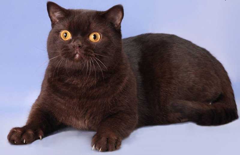 Йоркская шоколадная кошка: ненавязчивый, но очень верный друг