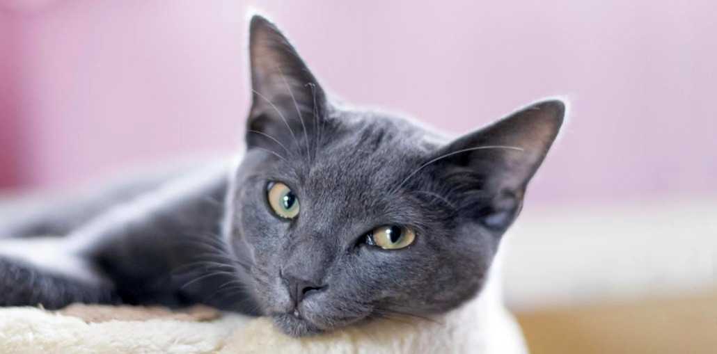 Корат кошки: фото, описание породы, характер, цены