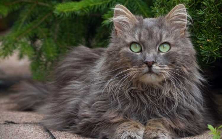 Финская лесная кошка описание породы