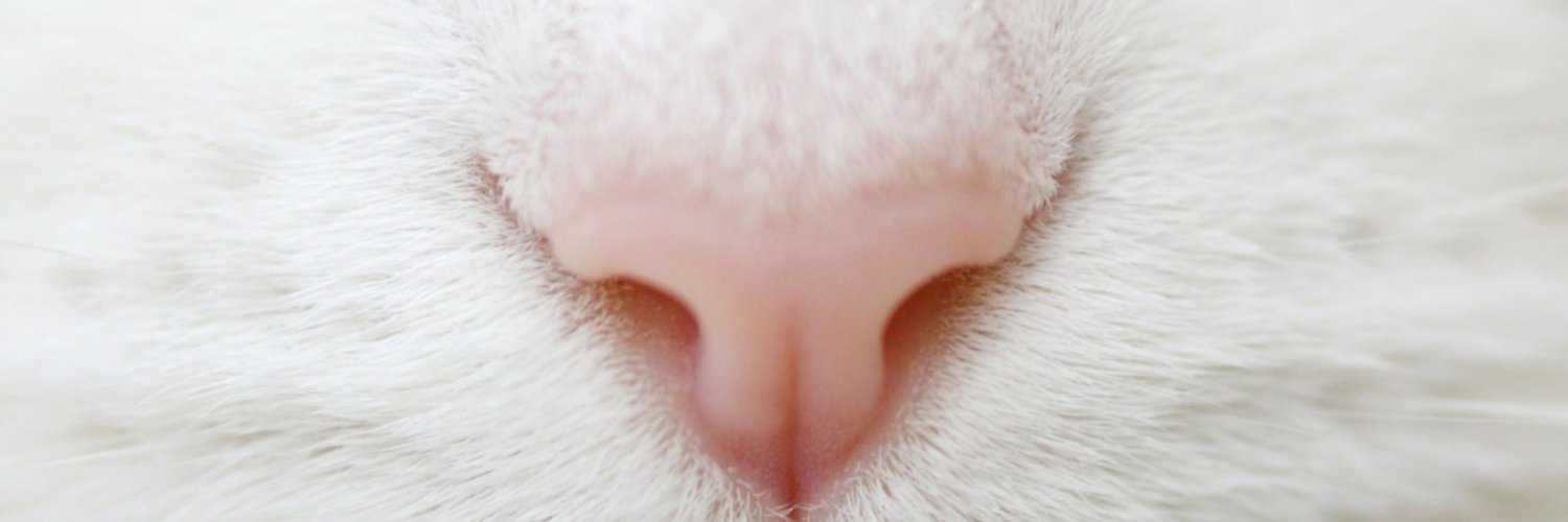 У котов мокрый нос