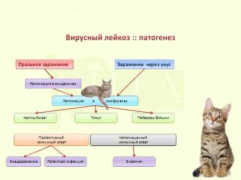 Вирусная лейкемия кошек (влк) - симптомы, лечение,  анализы в москве. ветеринарная клиника "зоостатус"