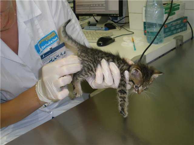Панлейкопения кошек (чумка) - ветеринарная клиника нефрологии веравет. ветеринар на дом
