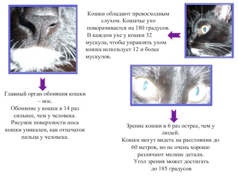 Почему у кошки сырой и холодный нос: варианты нормы и отклонений от нее, основные причины мокрого носа у кота, уход за питомцем