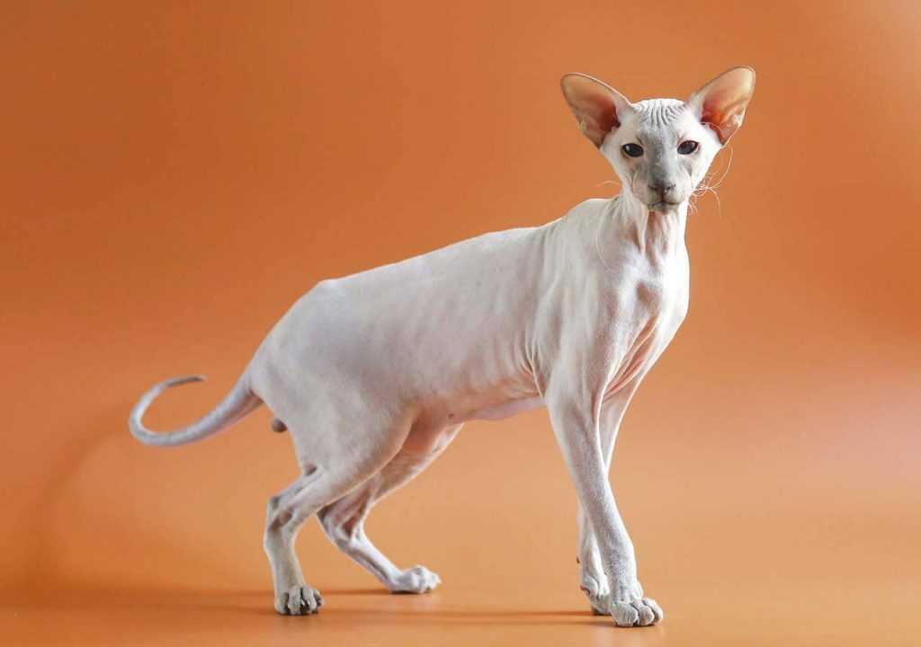 Кошка петерболд: описание породы петербургский сфинкс