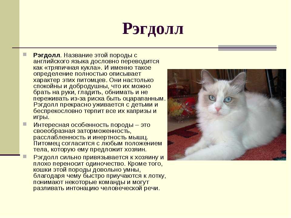 Рэгдолл – порода кошек. описание, фото, характер, котята