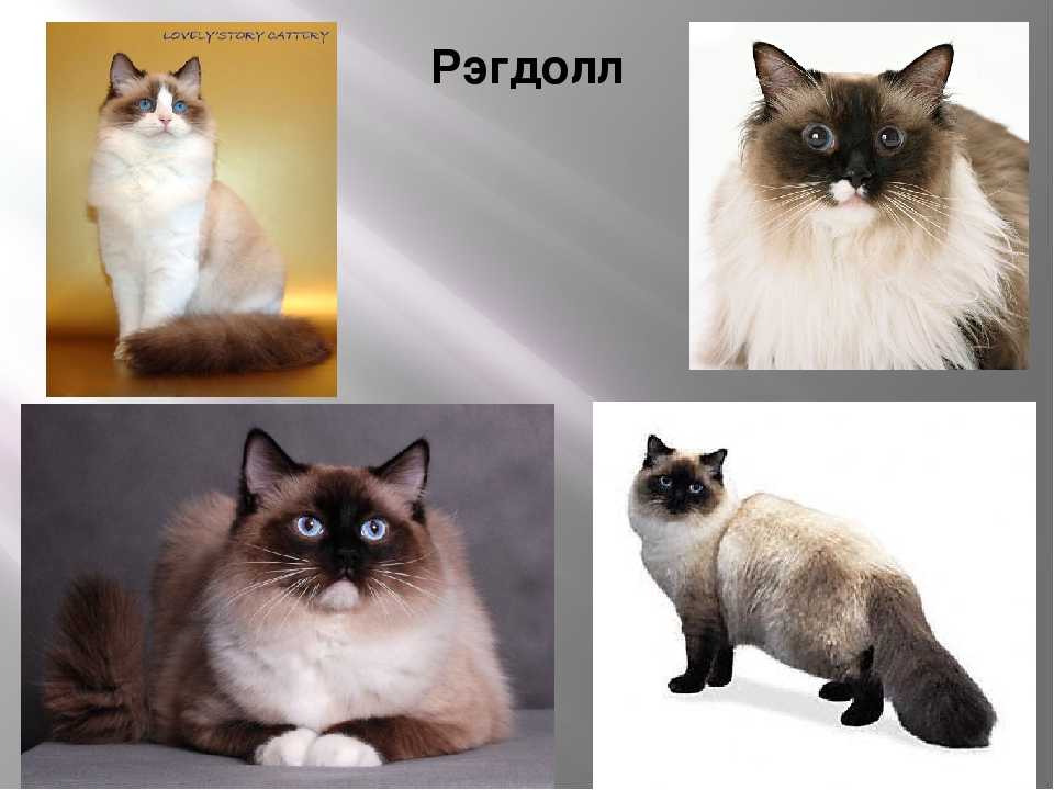 Рэгдолл - описание особенностей породы и нюансы характера породистой кошки