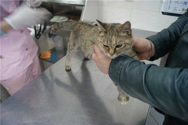 Симптомы и лечение вирусной лейкемии у кошек в нижнем новгороде