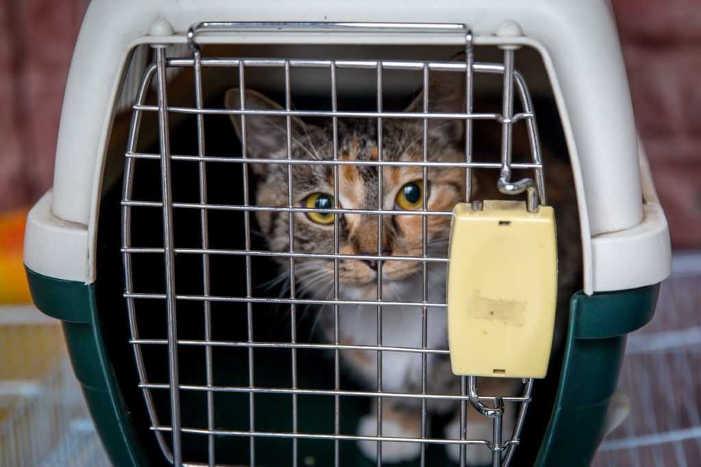 Перевозка кошек на транспорте: основные правила и требования