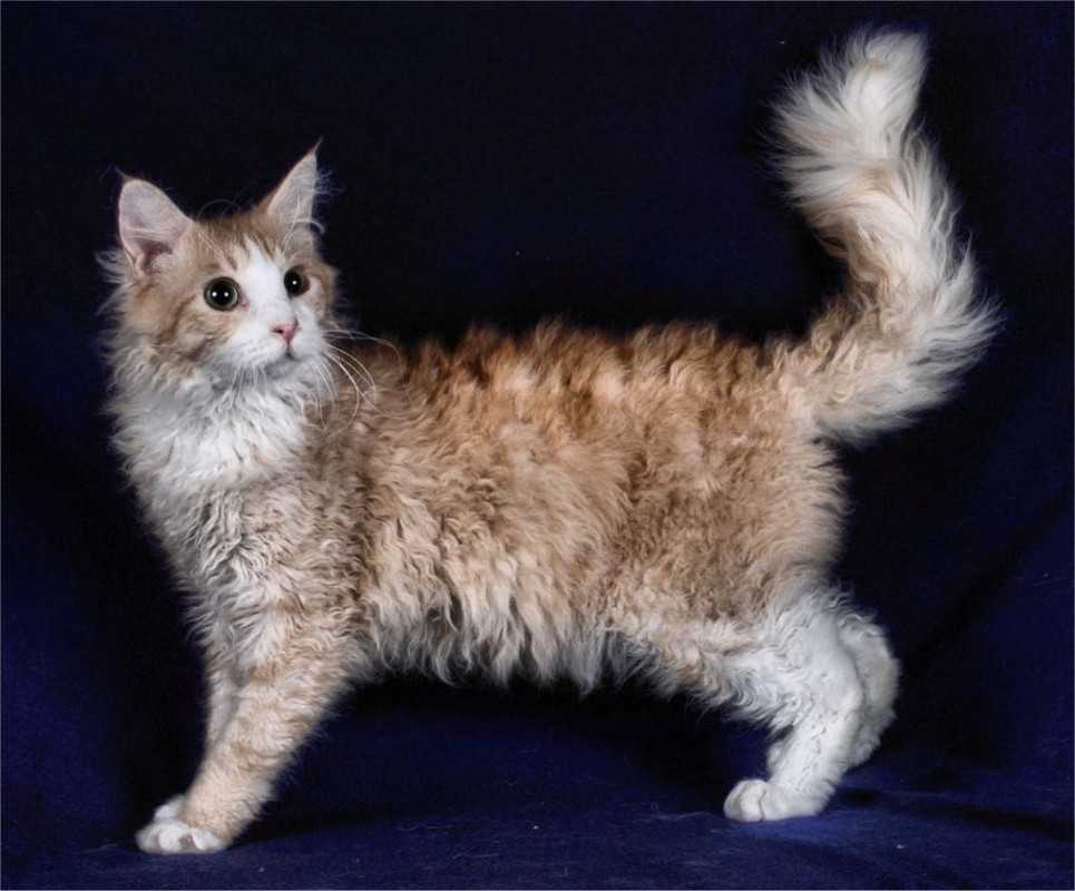 Лаперм — описание породы кошек