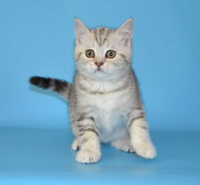 Хайленд фолд кошка : содержание дома, фото, купить, видео, цена