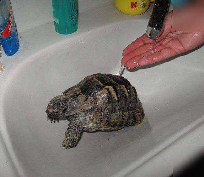 Сколько может прожить красноухая черепаха без воды